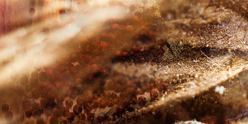 Givaudan's Akigalawood
