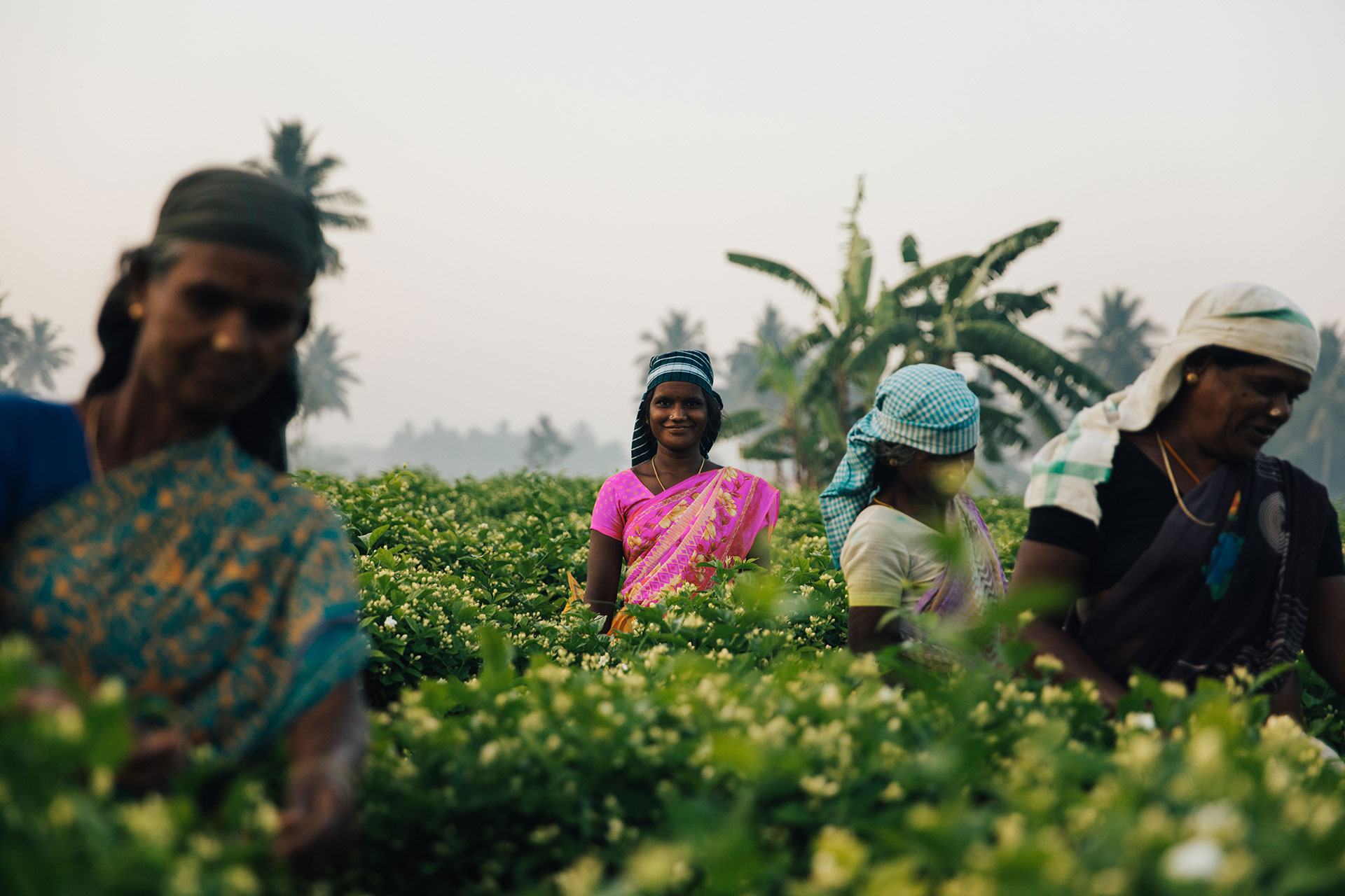 Jasmine harvest in India