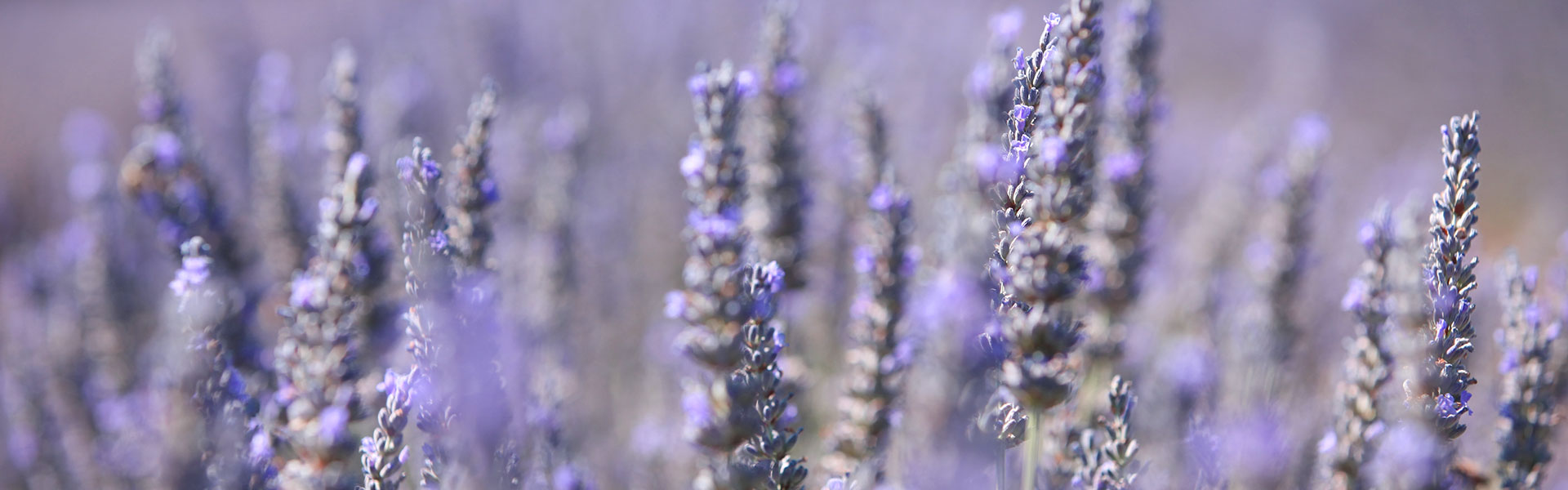 Lavender field