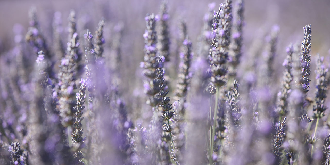 Lavender in France
