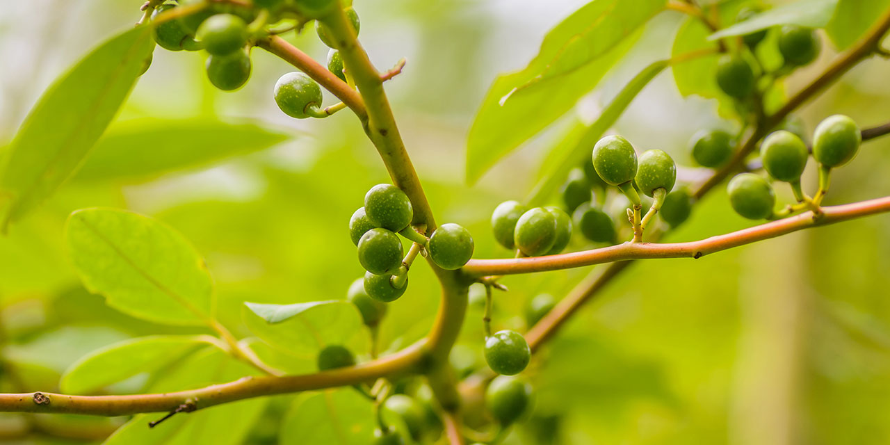 Litsea cubeba in China