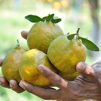 TasteTrek Citrus, India