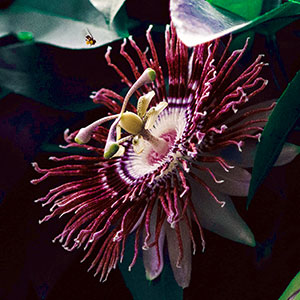 Passionflower