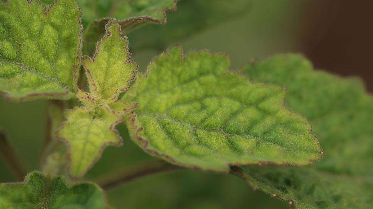 Patchouli leaves