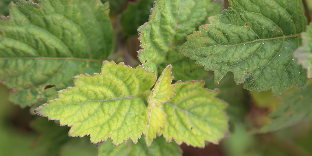 Patchouli in Indonesia