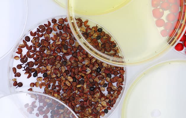 Sichuan pepper