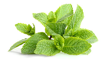 Lemon balm