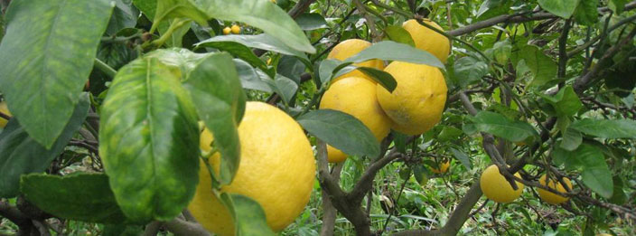 Citrus trees