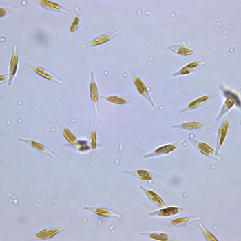 Micro algae ‘Phaeodactylum tricornutum’  