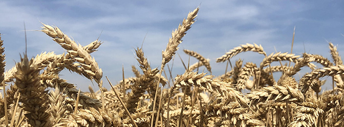 Growing wheat near Pomacle, France