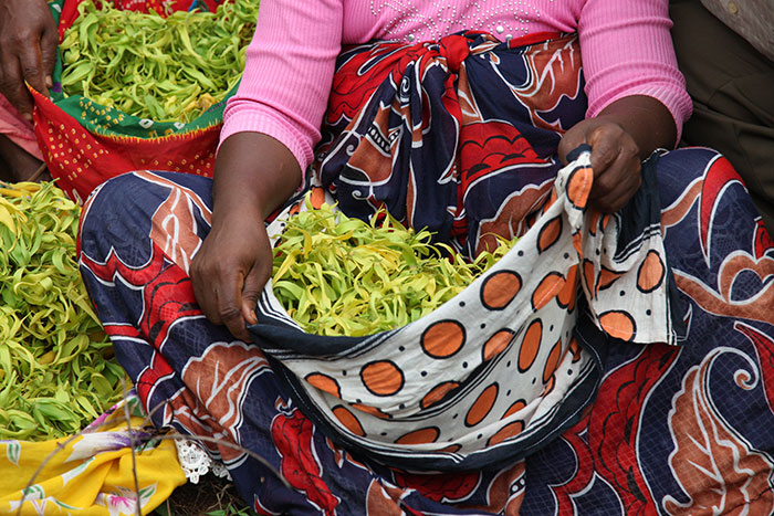 Ylang ylang harvest