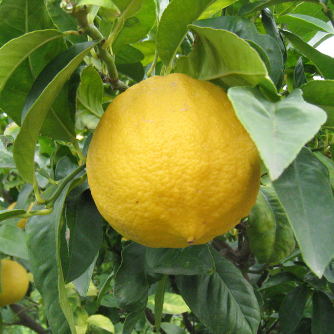 yuzu keys indo yuzu keys indo