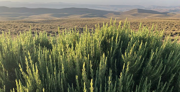 Rosemary field in Morocco