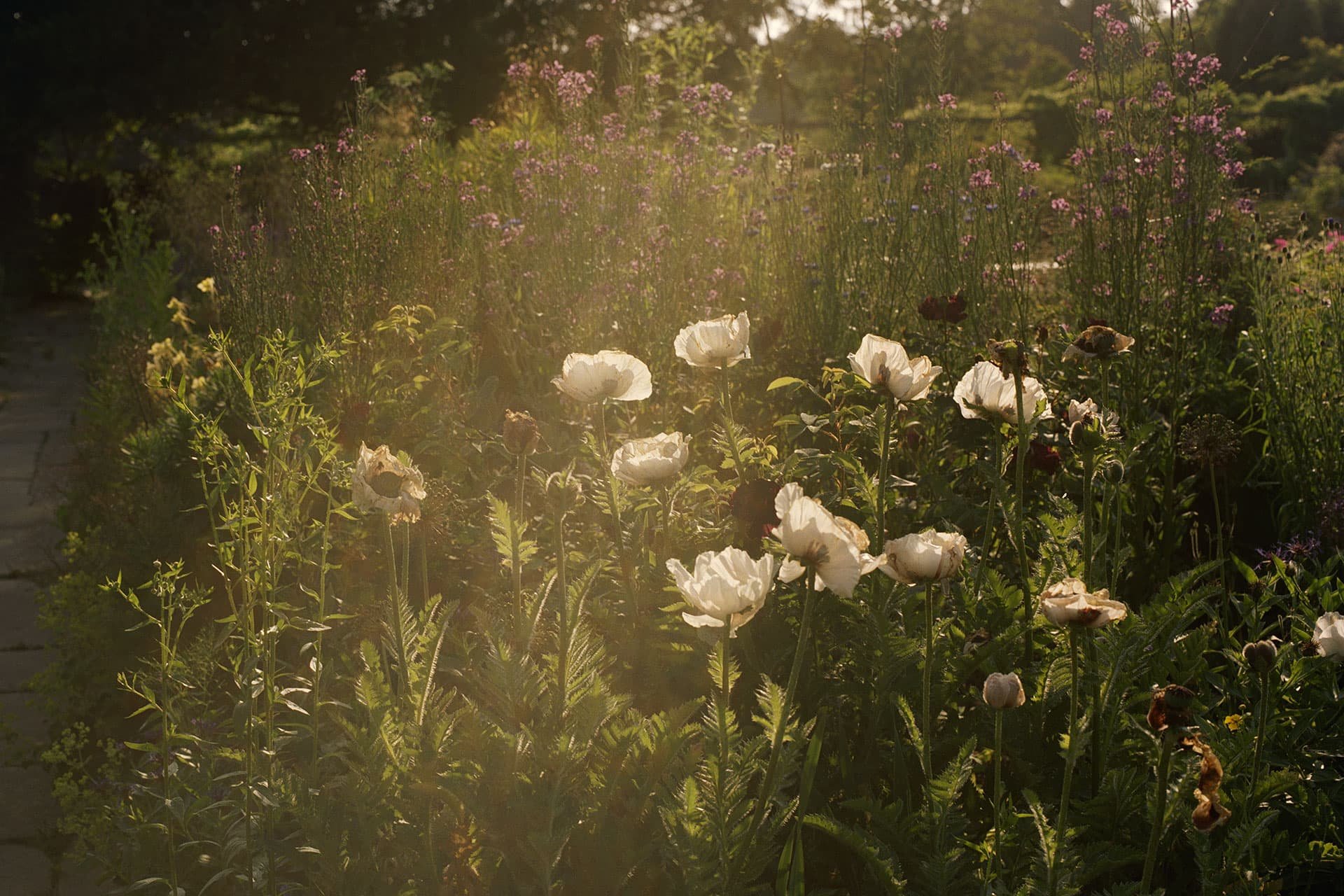 Field with white flowers