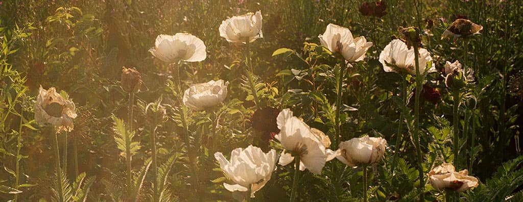 Field with white flowers