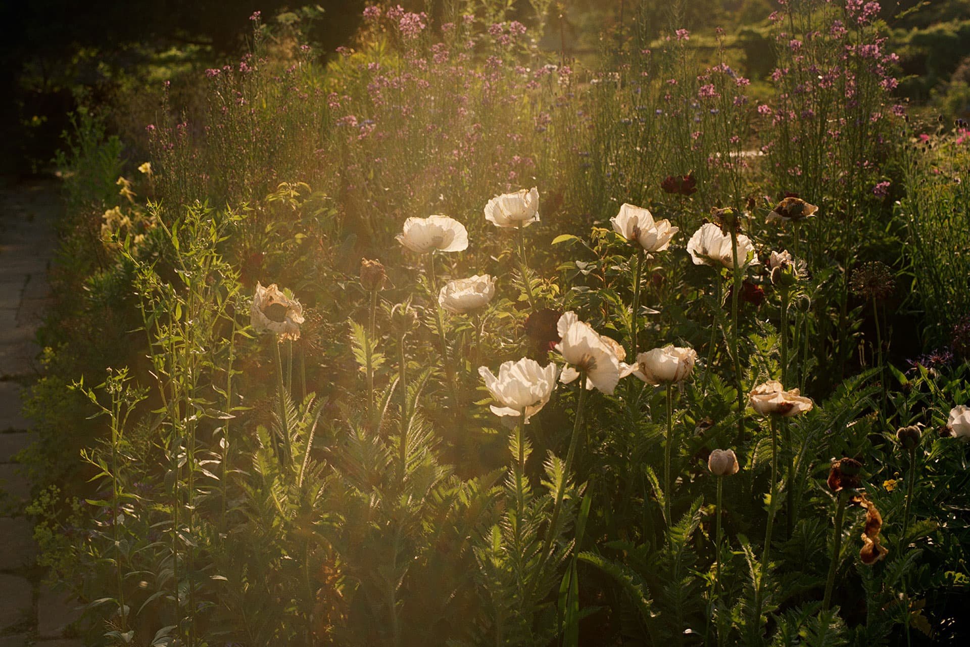 Field with white flowers