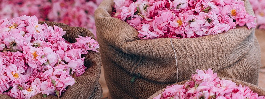 Moroccan roses