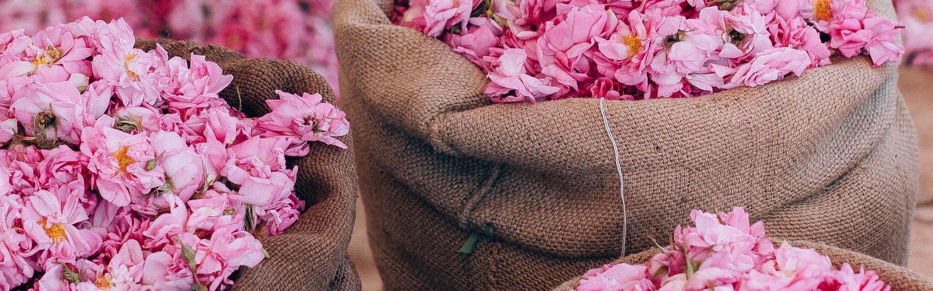 Moroccan roses