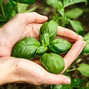 Hands holding fresh basil