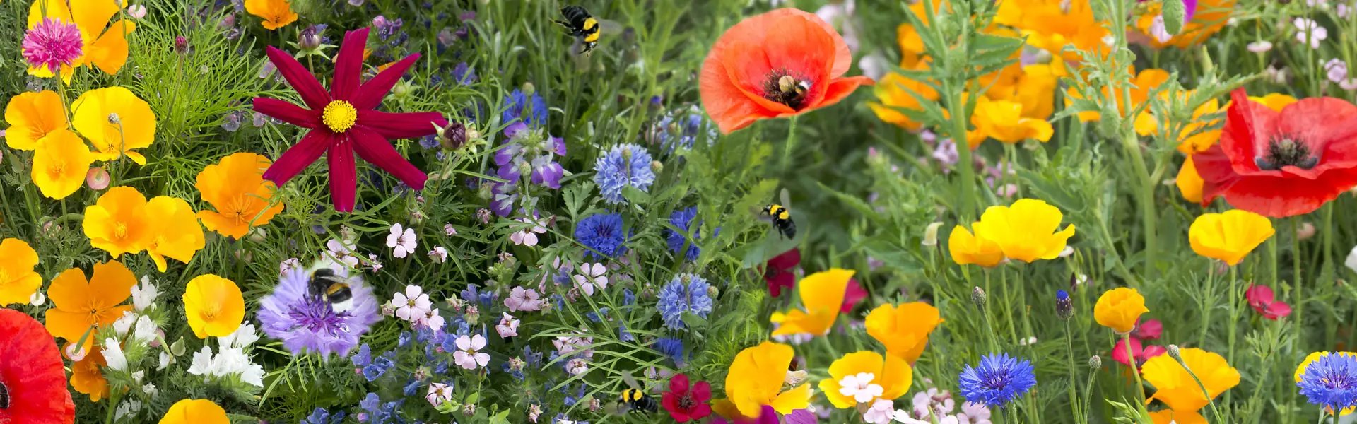 Wild flowers with bees