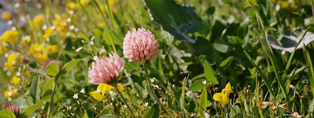 Field with colour flowers