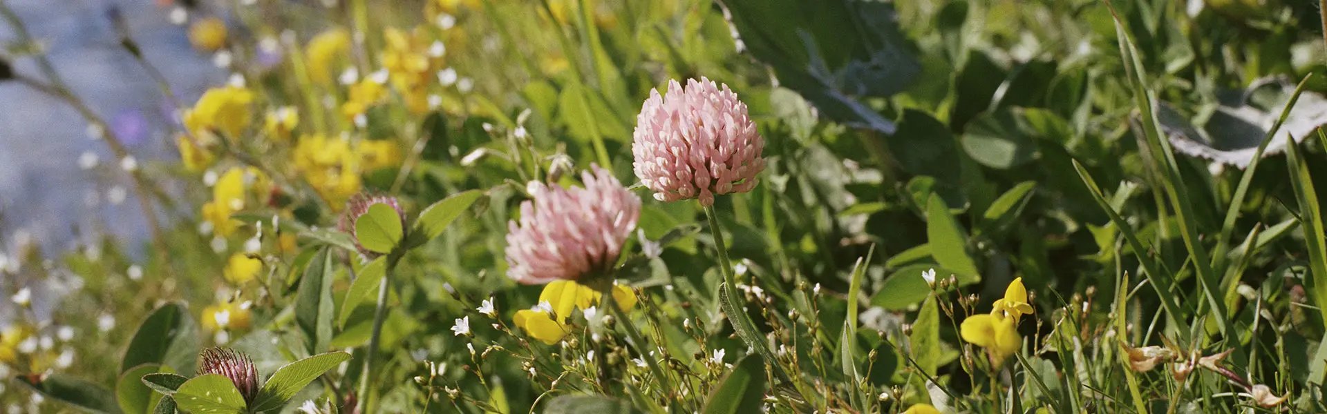 Field with colourful flowers