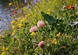 Field with colourful flowers
