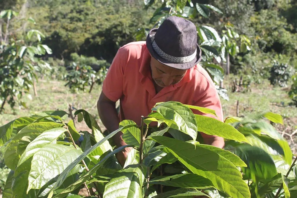 Guarana harvest in Bahia, Brazil