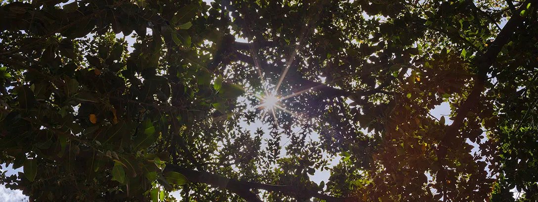 Sunlight under trees