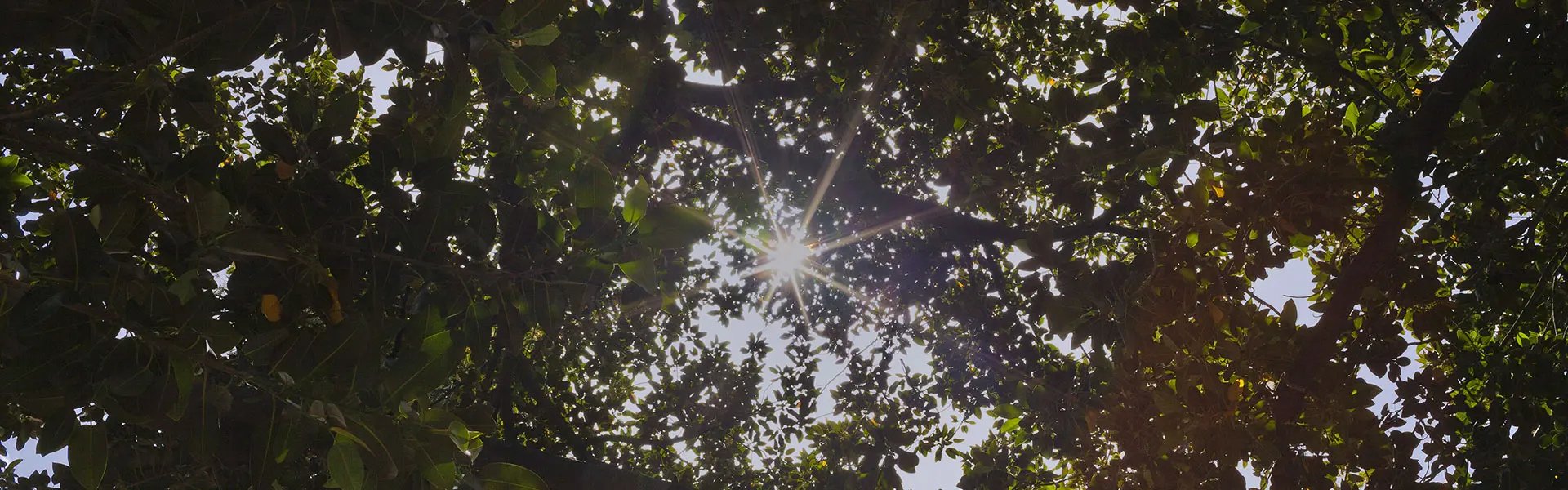 Sunlight under trees