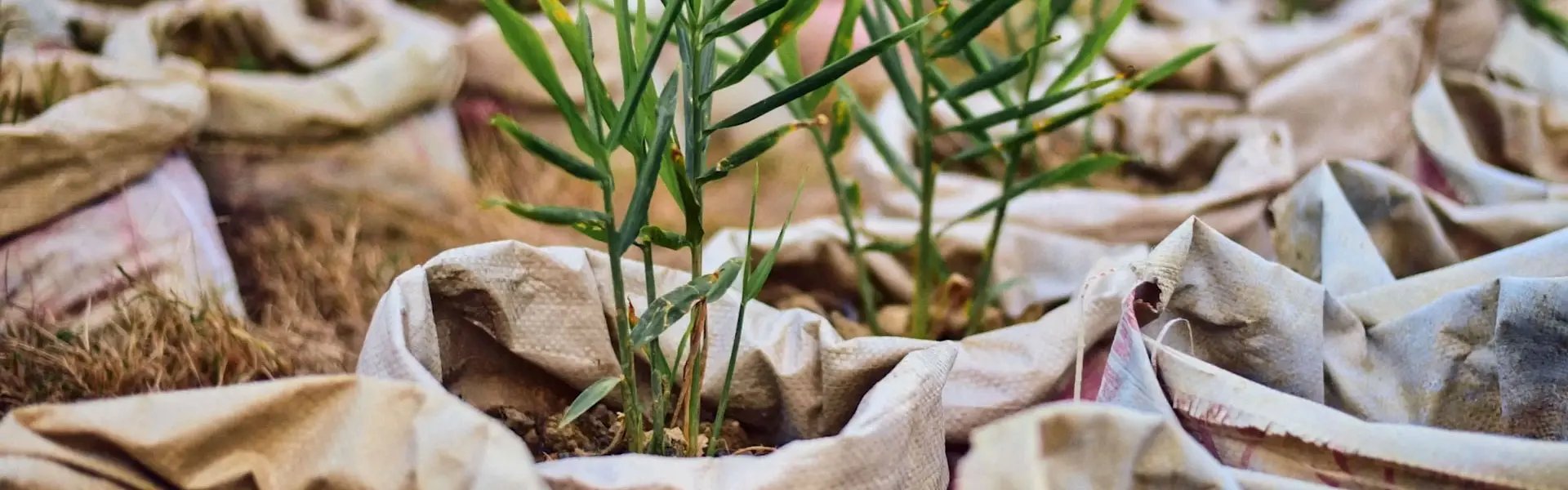 Young plants