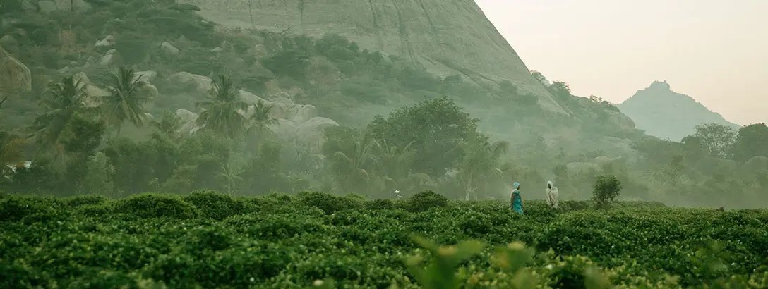 Jasmine harvest in India