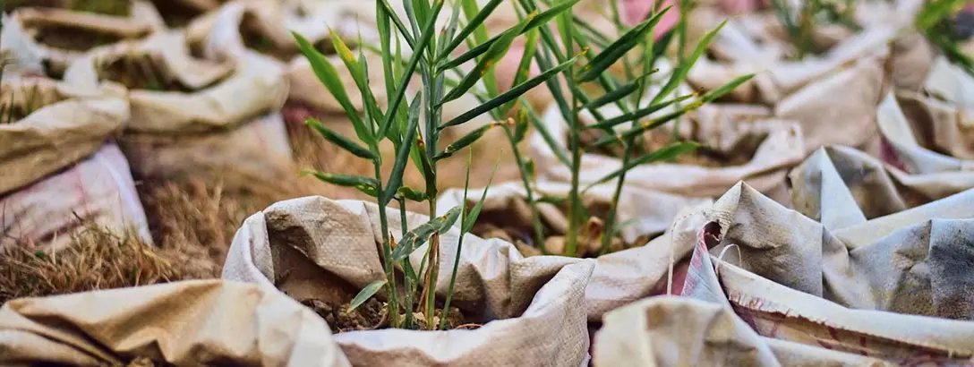 Young plants