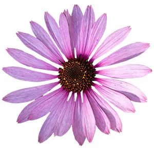 Echinacea purpurea
