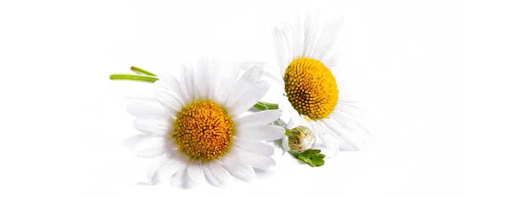 Chamomile