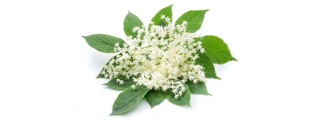 Elderflower