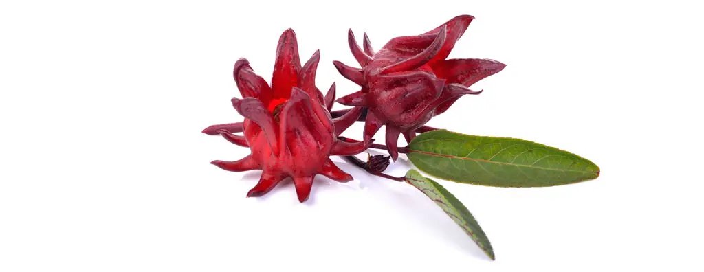 Hibiscus
