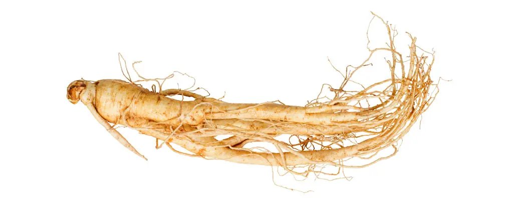 Panax ginseng