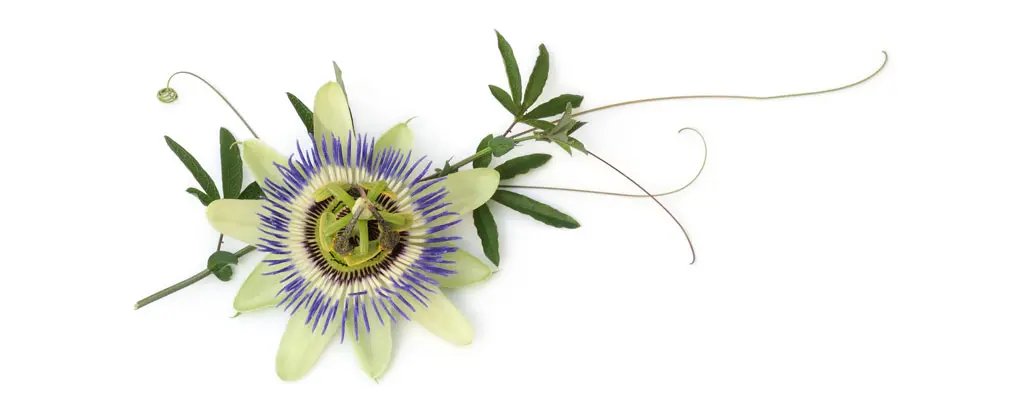 Passionflower