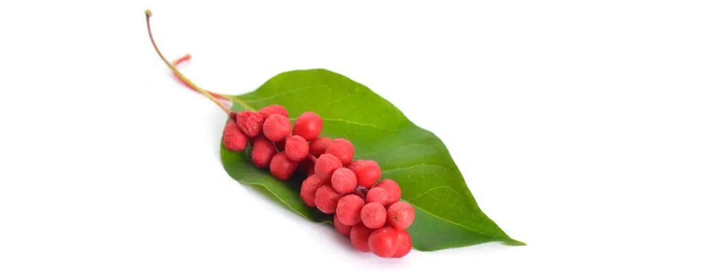 Schisandra
