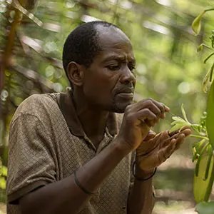 Hand pollinating vanilla