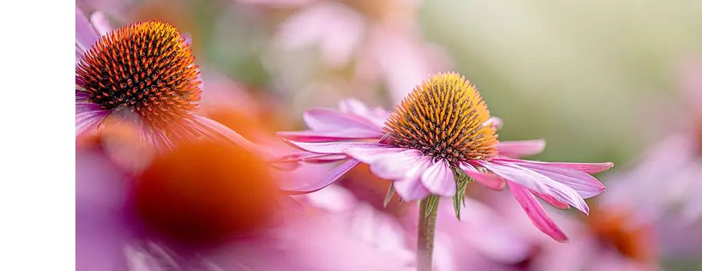 Echinacea