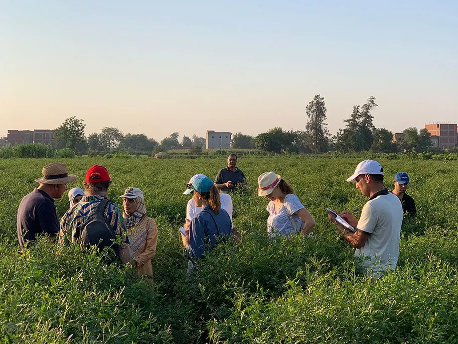 Sustainable jasmin training programme in Egypt