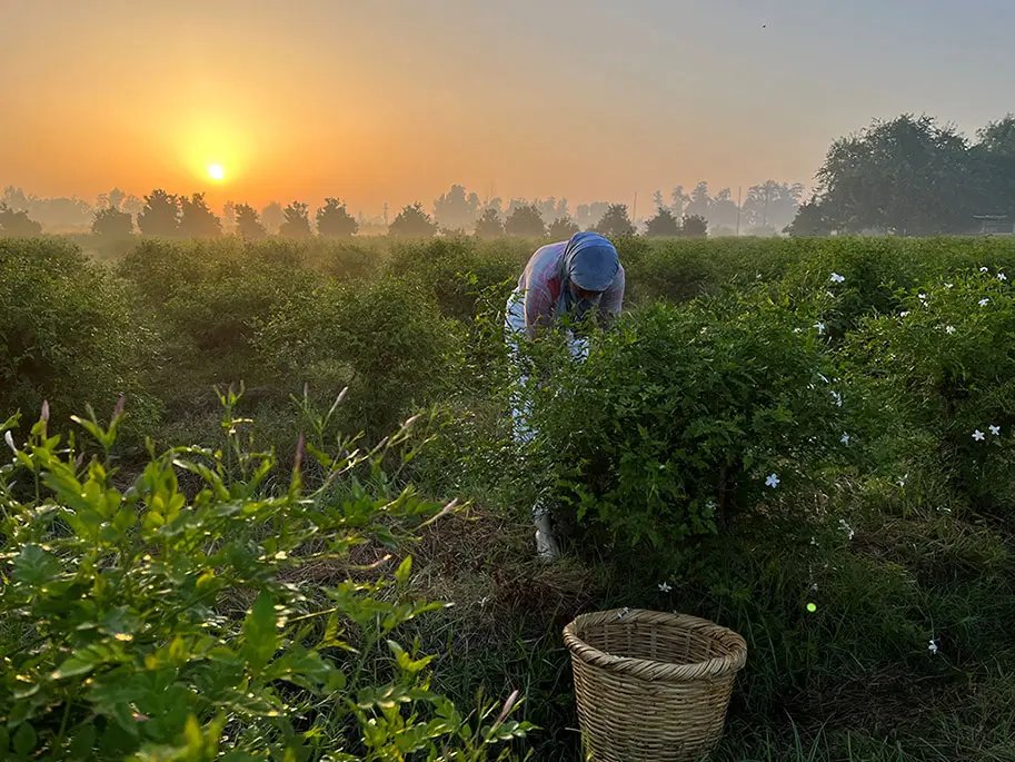 Sustainable jasmin training programme in Egypt