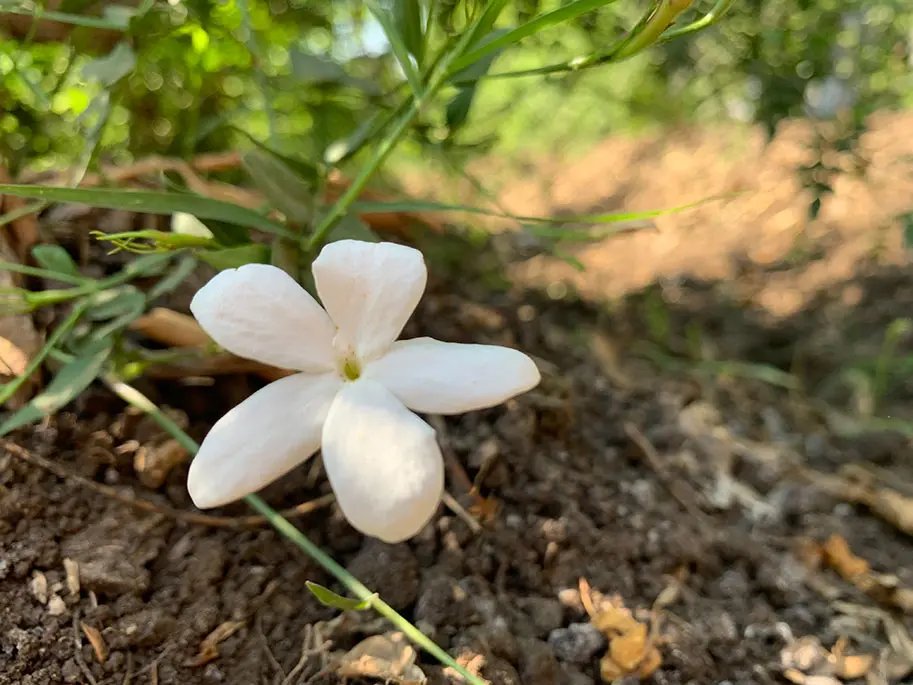 Jasmin flower