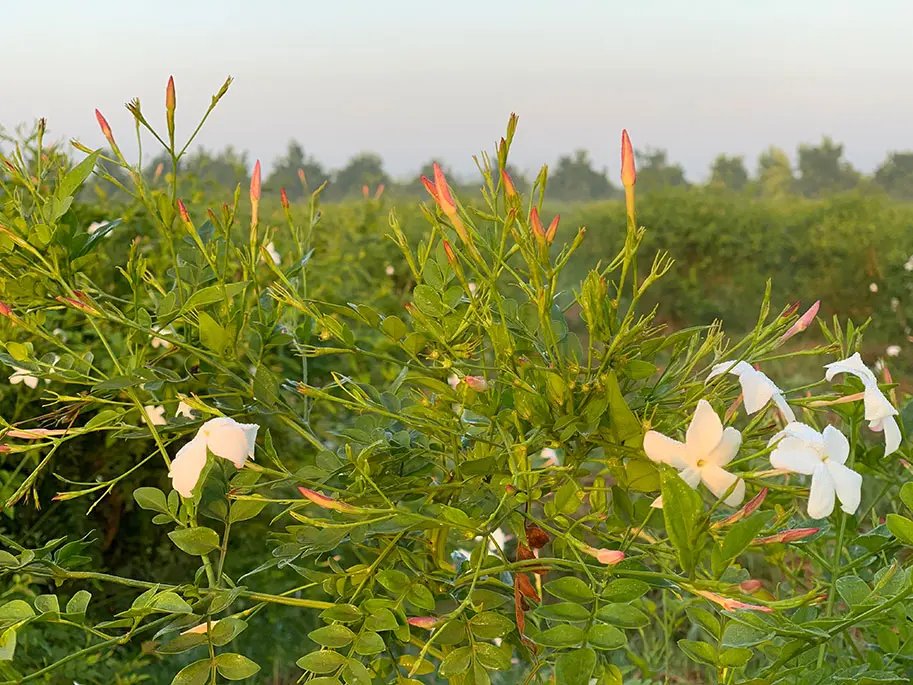 Jasmin field