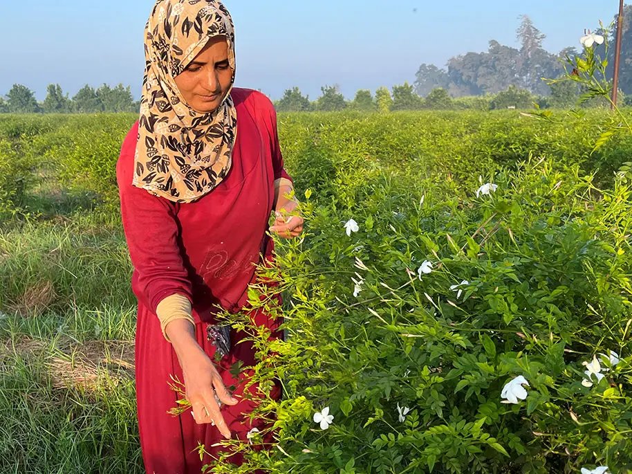 Harvesting jasmin