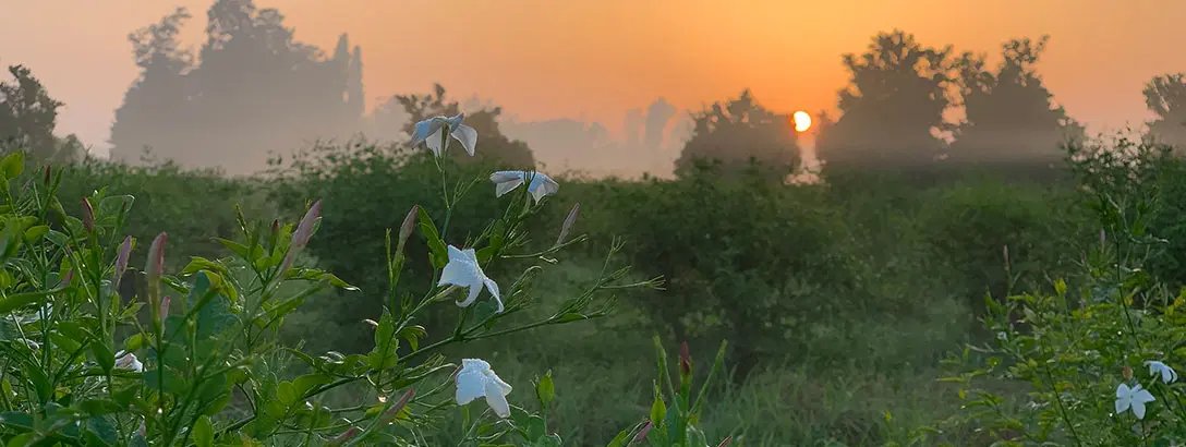 Jasmin field in Egypt