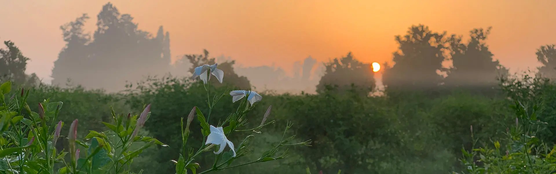 Jasmin field in Egypt