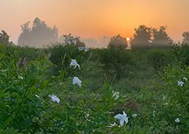 Jasmin field in Egypt